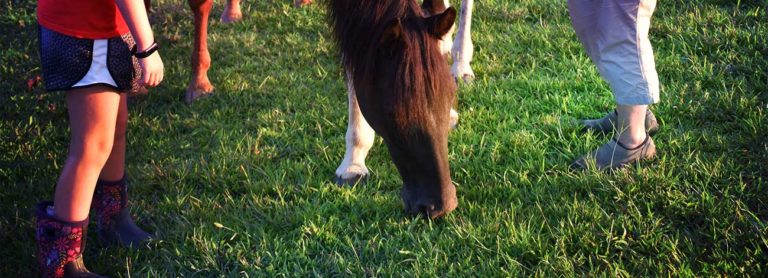 horse